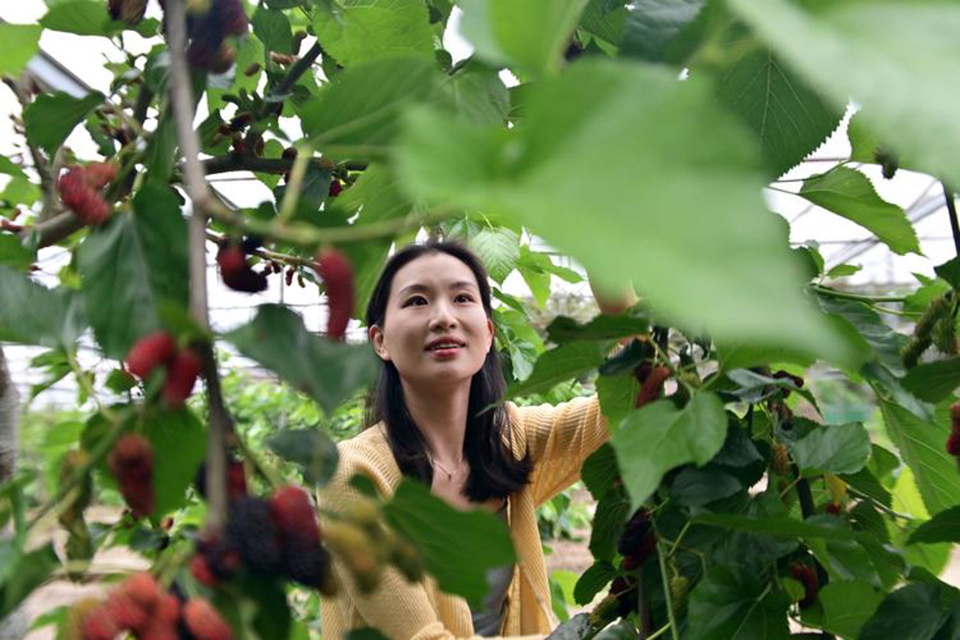 桑之语果桑